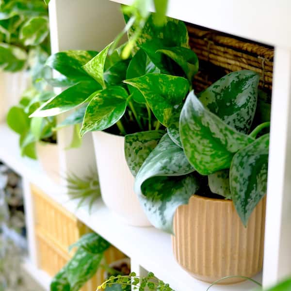 ALTMAN PLANTS Easy Live Pothos (3-Pack), Clean Air Plants, 4.25 in. Grower Pots Pots, Popular Indoor House Plants, Approx. 9 in. Tall