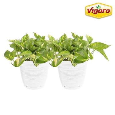 6 in. Golden Pothos Indoor Plant in Small White Ribbed Plastic Decor Planter (2-Pack)