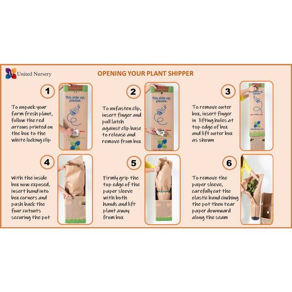 United Nursery Norfolk Island Pine In 9 25 In Grower Pot The Home Depot