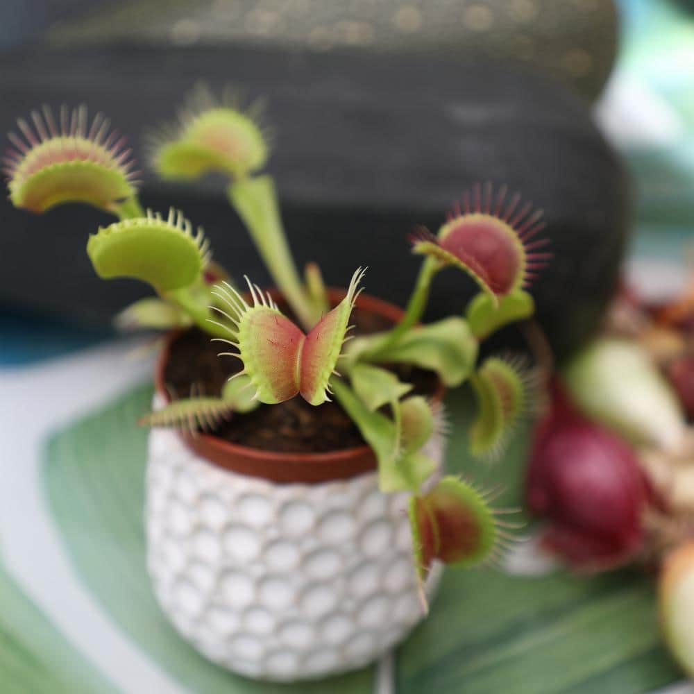 Small Green Venus Fly Trap in Black Grower Pot