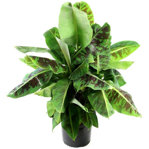 national PLANT NETWORK 1 gal. Banana Dwarf Cavendish Perennial Plant