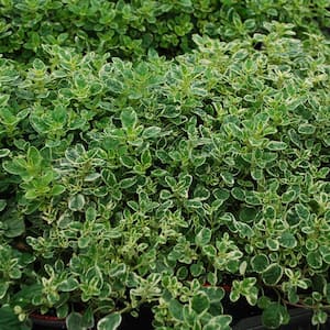 19 oz. Sweet Marjoram Herb Plant