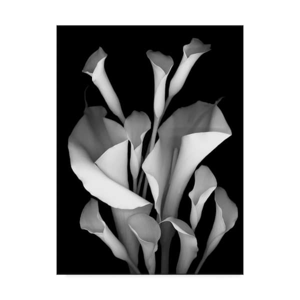Trademark Fine Art Susan S. Barman White Calla 2 Black White Canvass Unframed Photography Wall Art 24 in. x 32 in