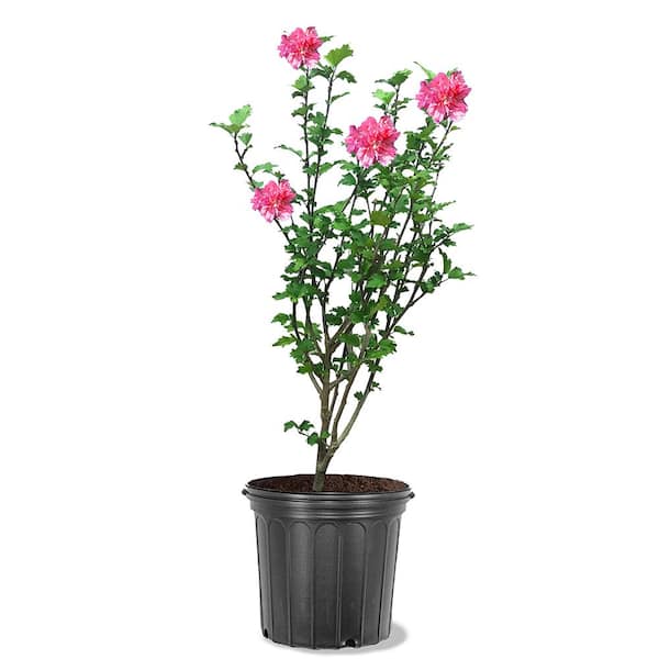 Buy Lady Stanley Althea Double Pink Plants & Trees Online