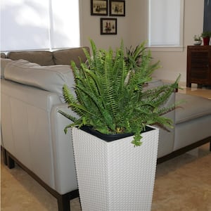 Kimberly Queen Fern Plant in 9.25 inch Grower Pot