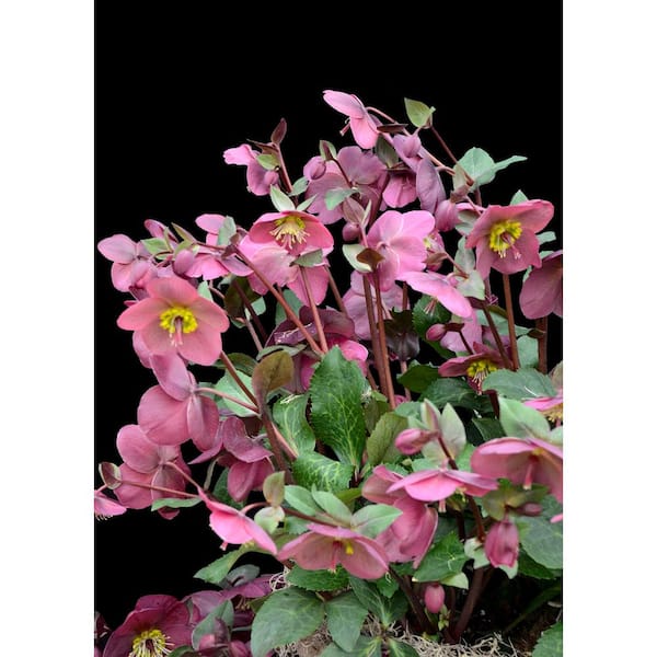 1 gal. Anna's Red Hellebore Live Flowering Shade Perennial Plant with Deep Red Flowers
