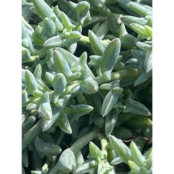 Zeus & Ruta Dolphin Chlorophytum White Blossom Color, Succulent Plant Suitable for Spring Summer Fall