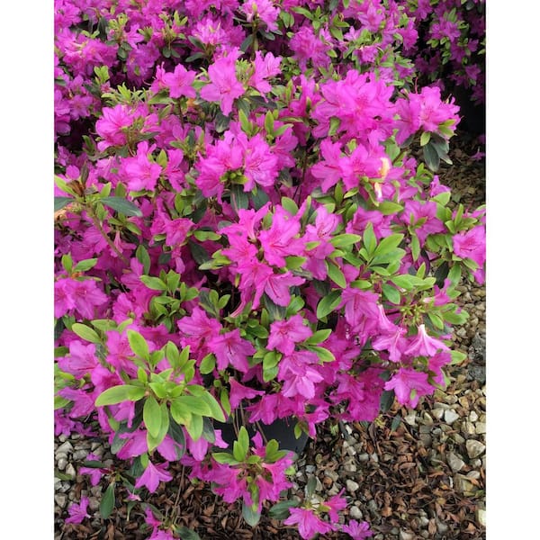 Azalea Karen Plant 13290 - The Home Depot Azalea Karen Plant 13290 - The Home Depot