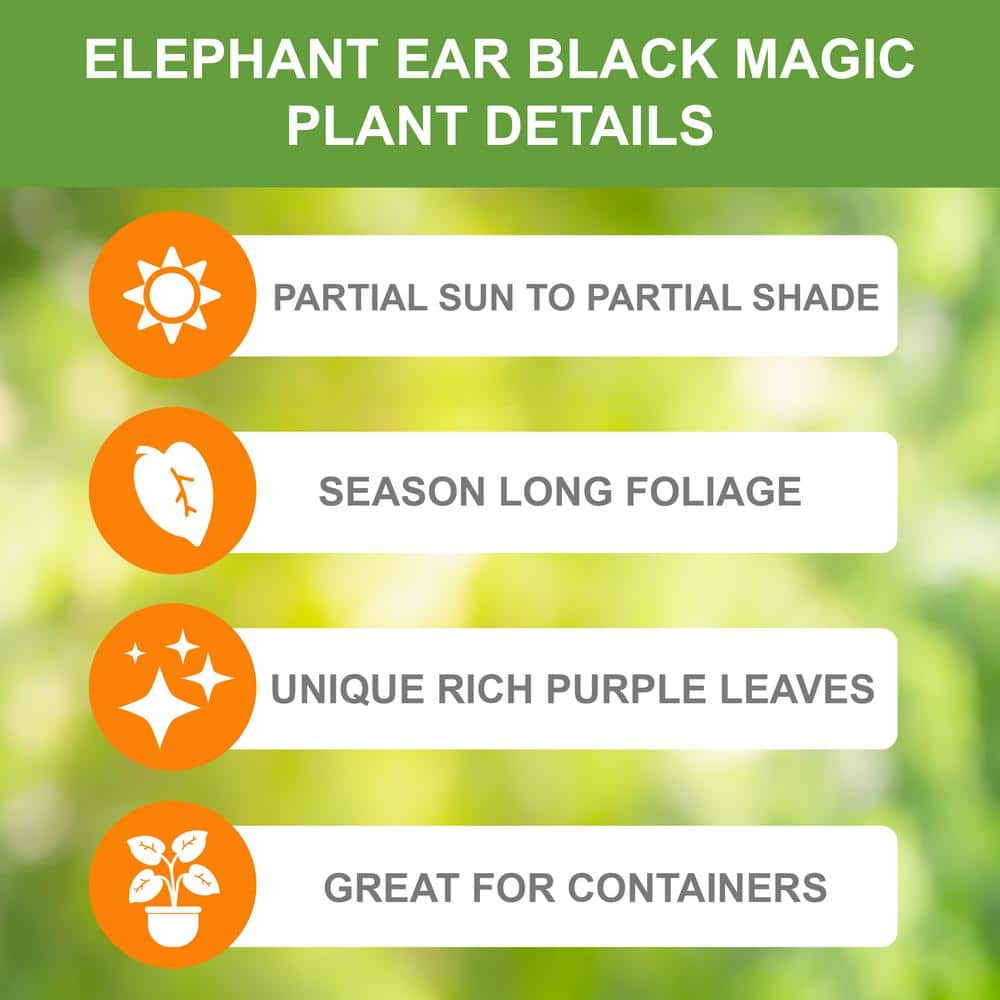 Black Magic Elephant Ear Bulbs with Purplish-Black Heart-Shaped Leaves