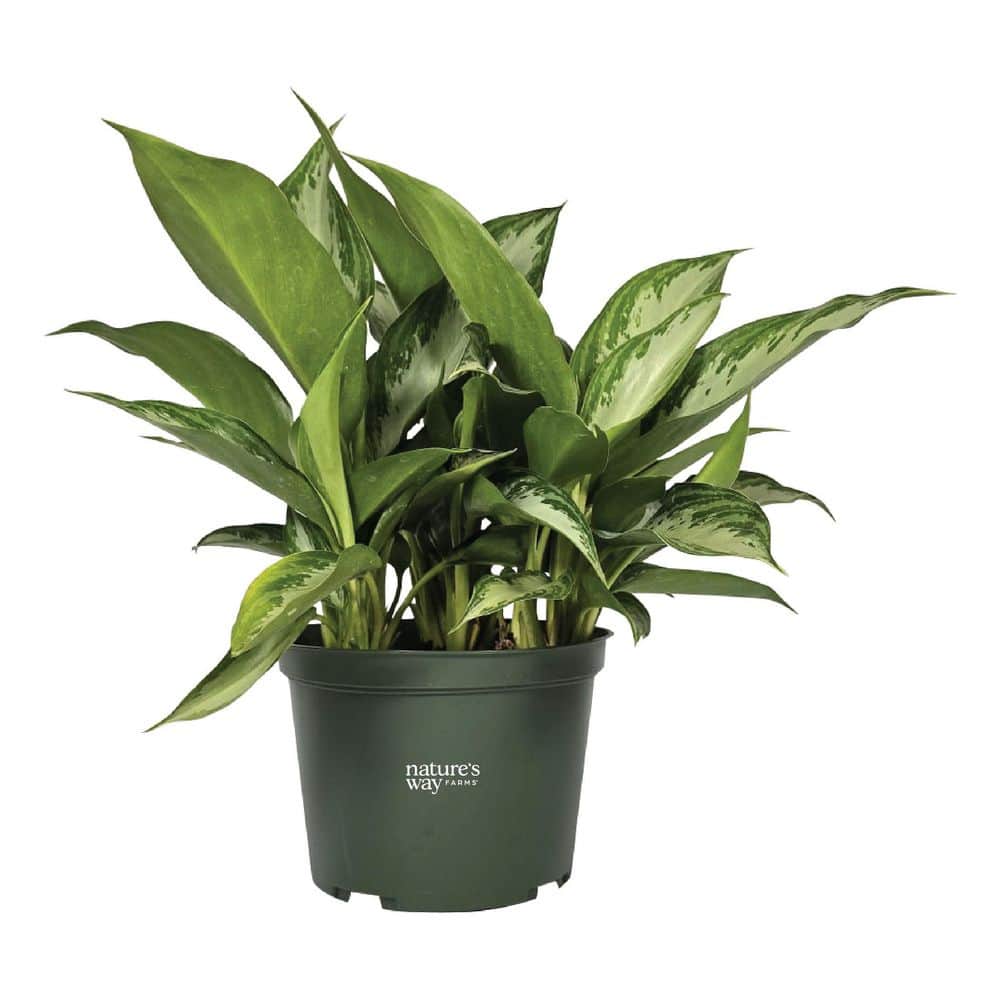 NATURE'S WAY FARMS 6 in. Silver Bay Chinese Evergreen Aglaonema