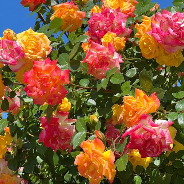 Bare Root Pinata Rose with Multicolor Flowers (2-Pack)