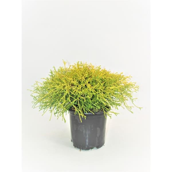 BELL NURSERY 1 Gal. Gold Thread Cyrpress Live Shrub
