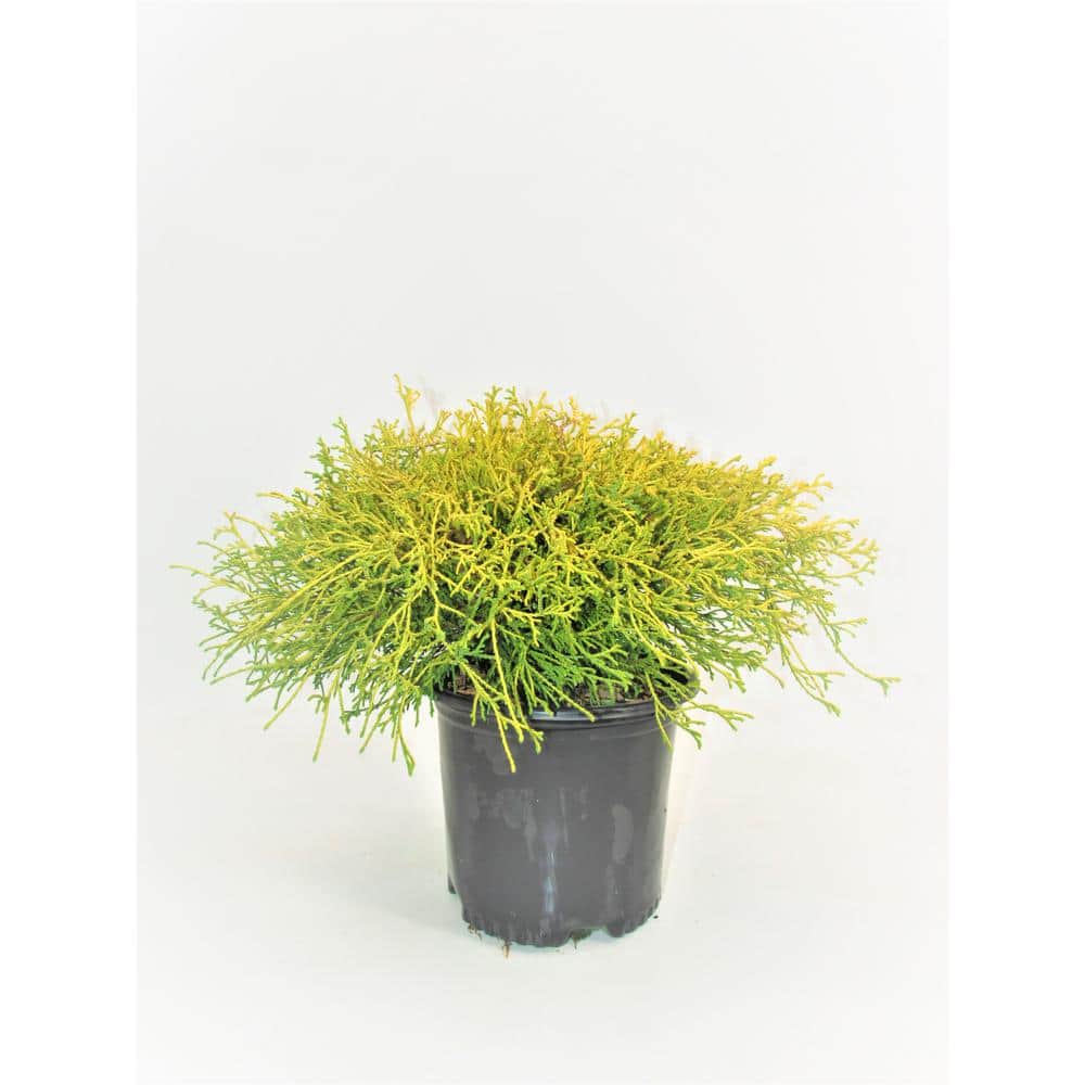 BELL NURSERY 1 Gal. Chamaecyparis Gold Mop Live Evergreen Shrub