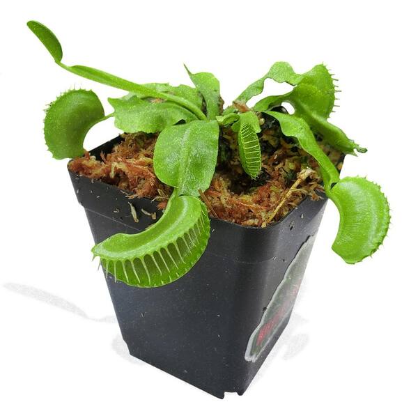 Killer Plant Company Giant Venus Fly Trap Plant Dionaea Muscipula 3 In Plant Pot The Home Depot