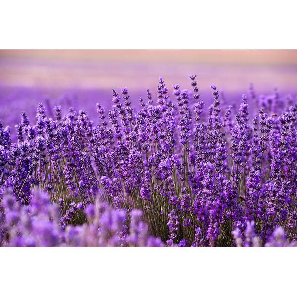 Online Orchards 1 Gal English Lavender Plant With Incredible Purple Color And Fragrance 2 Pack Sblv001 Online Orchards 1 Gal English Lavender Plant With Incredible Purple Color And Fragrance 2 Pack Sblv001
