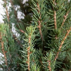 2.5 Gal. Dwarf Alberta Spruce Tree with Naturally Pyramidal Evergreen Foliage