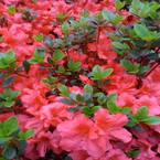 3 Gal. Fashion Azalea Flowering Shrub with Salmon Crimson Flowers