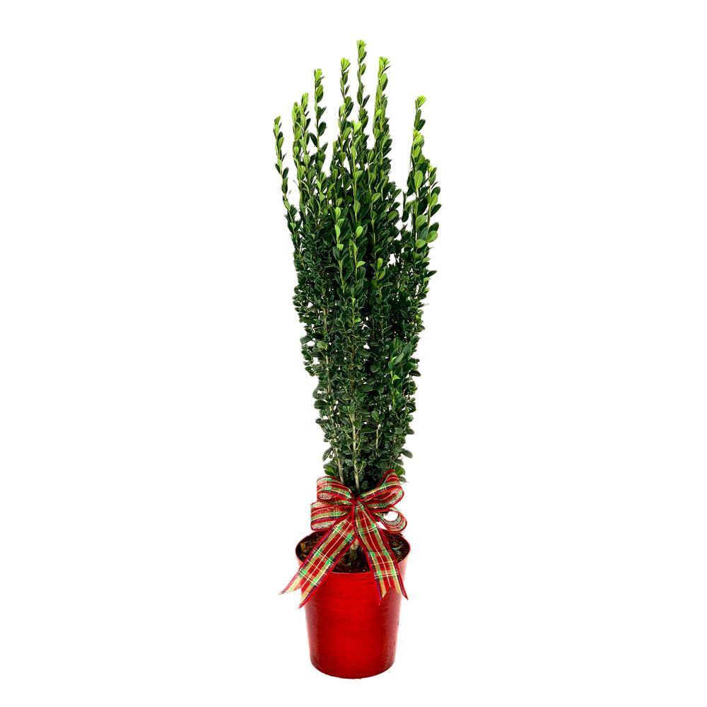 6 in. Holiday Sky Pencil Holly Live Shrub in Decorative Red Pot with Holida