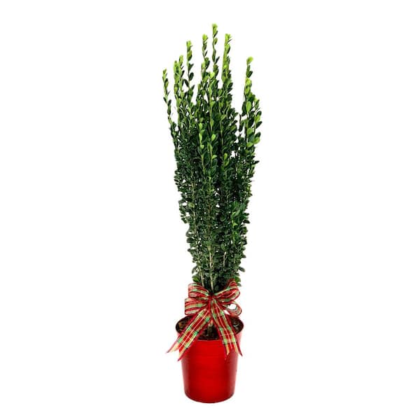 6 in. Holiday Sky Pencil Holly Live Shrub in Decorative Red Pot with Holiday Bow