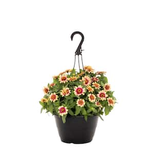 1.25 Gal Zinnia Red and Yellow Bicolor Swirl Hanging Basket Annual Plant (1-Pack)