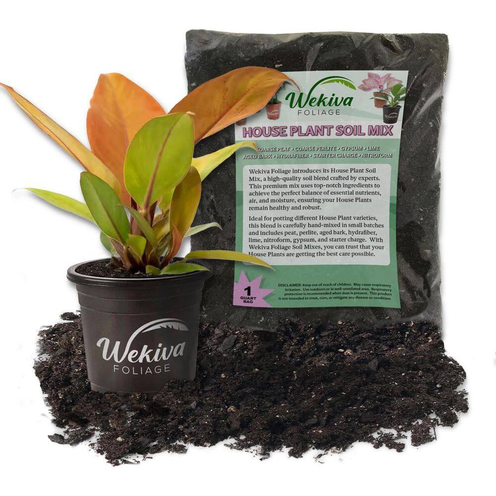 Prince of Orange Philodendron and Soil Mix Combo- Live Plant in a 4 in. Pot with 1 Quart HousePlant Soil Mix price history on PriceWatchPro