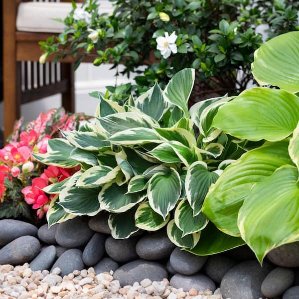 Vigoro 1.5 Pt. Hosta Brim Cup Perennial Plant (5-Pack) 5315 - The