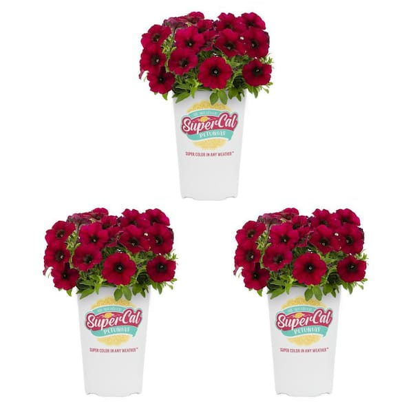 SUPERCAL 2 QT. Bordeaux Premium SuperCal Petunia Outdoor Annual Plant with Red Flowers (3-Pack)