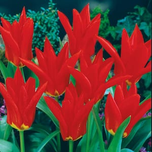 Red Emperor Fosteriana Tulip Bulbs (100-Pack)