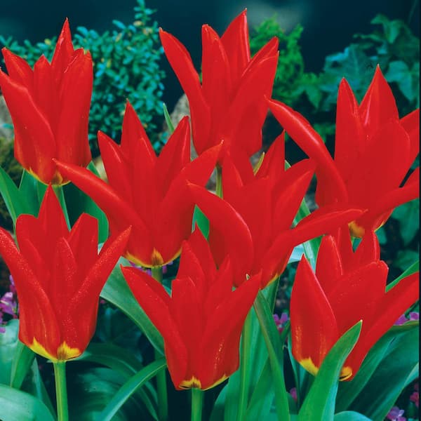 Van Bourgondien Red Emperor Fosteriana Tulip Bulbs (100-Pack)
