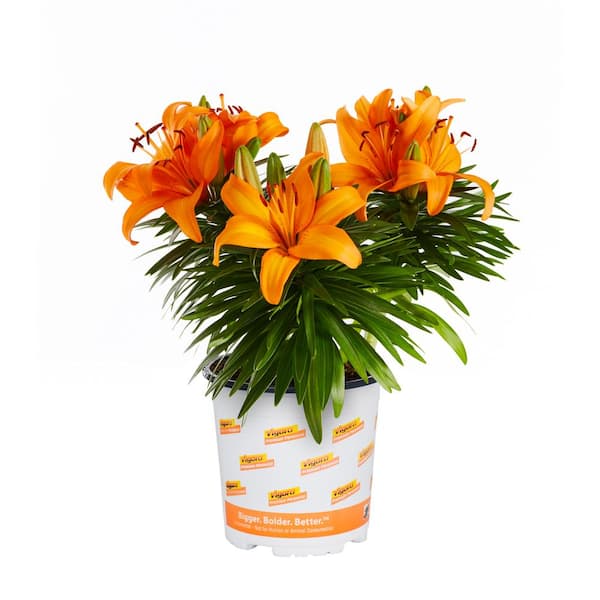 Vigoro 2.5 Qt. Orange Asiatic Lily Double You Perennial Plant 69121