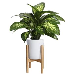 10 in. Dumb Cane, Dieffenbachia Plant in White Cylinder Pot and Stand