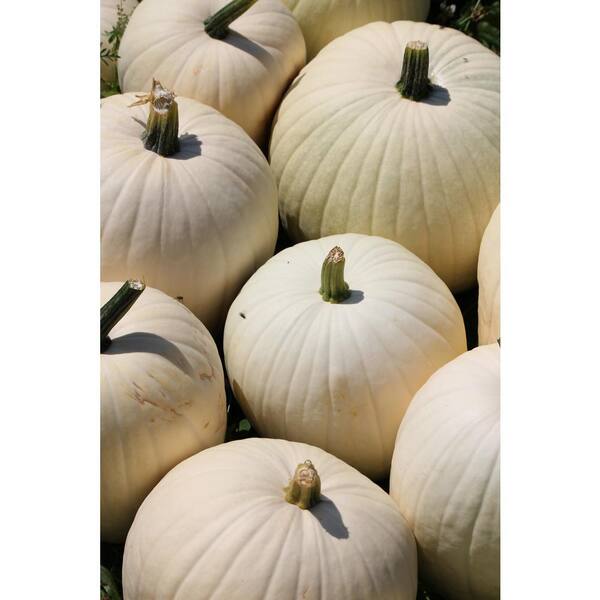 White Pumpkin 768986600200 - The Home Depot