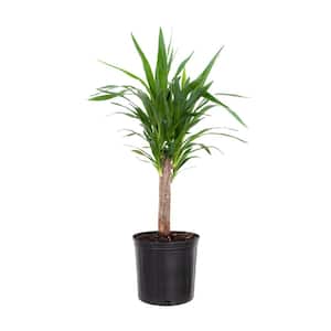 Yucca Cane Plant in 9.25 inch Grower Pot