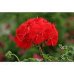 6 in. Red Geranium Annual Live Plant, Red Flowers (4-Pack)