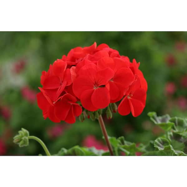 BELL NURSERY 6 in. Red Geranium Annual Live Plant, Red Flowers (4-Pack)