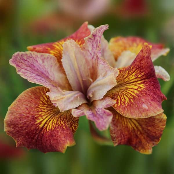national PLANT NETWORK Bareroot Iris Paprikash Perennial Plant with Orange-Red Flowers (3-Pack)