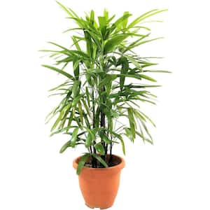 Lady Palm-Live Plant in an 8 Inch Growers Pot-Rhapis Excelsa-Beautiful Clean Air Indoor Outdoor Houseplant