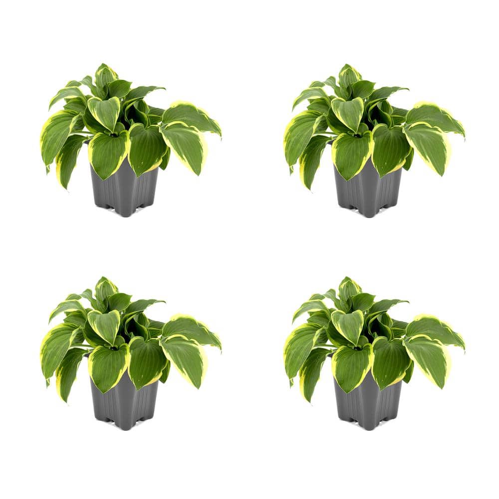 Perennial Hosta Twilight 1.0 qt. - (4-Pack)