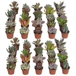 2 in. Mini Succulent Plants in Grower's Pot, 50-Pack