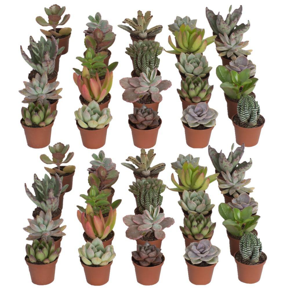 Costa Farms 2 In Mini Succulent Plants In Growers Pot 50 Pack P Suc G Pot 50 The Home Depot 3334