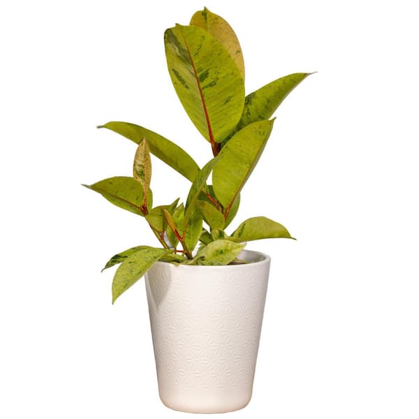 Ficus Elastica Chroma Ghost Rider Indoor Plant in 5 in. Ceramic White Container