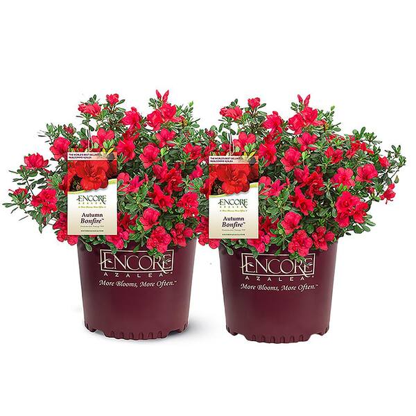 ENCORE AZALEA 1 Gal. Autumn Bonfire Shrub with Stunning True-Red Blooms ...