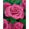 national-plant-network-rose-