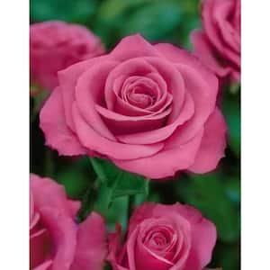 Rose Curly Pink with Pink Blooms (2-Bareroot)