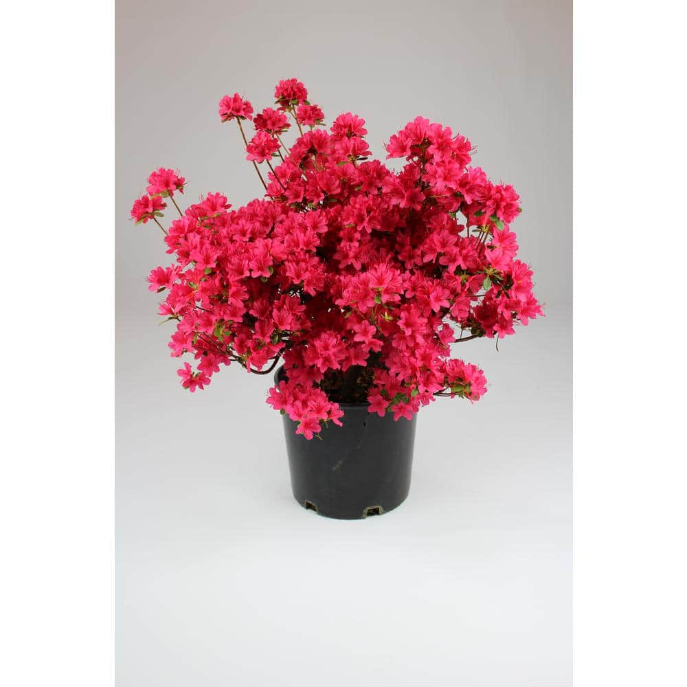 Kraemer's Nursey 2.25 Gal. Evergreen Azalea Shrub with Evergreen 91069 ...