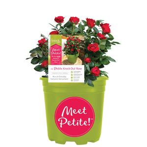 2 Gal. Red Petite Knock Out Rose Bush with Double Red Blooms