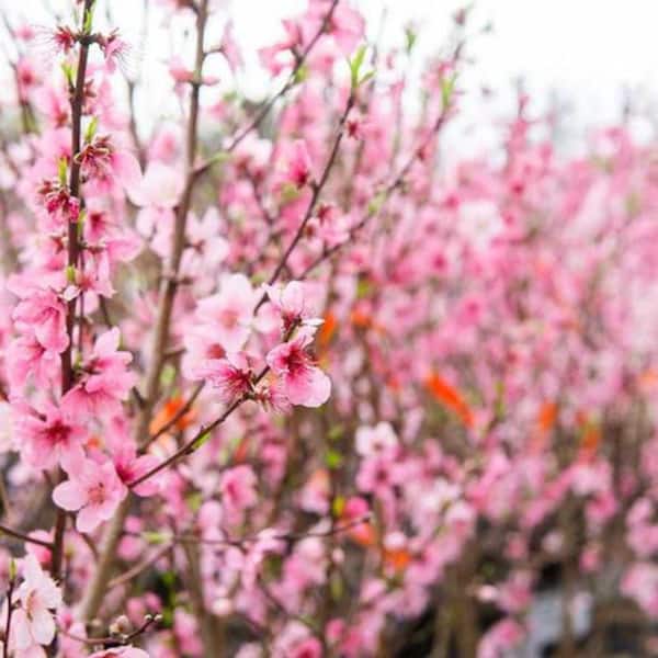 Unbranded 7 gal. Red June Peach   Fruit Tree