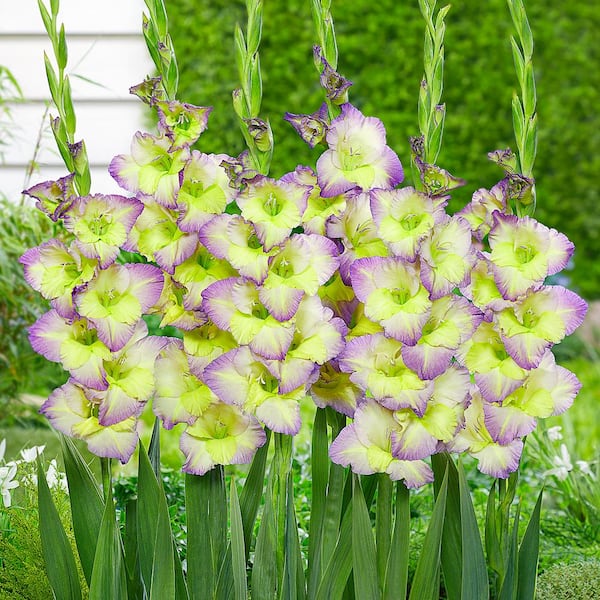 VAN ZYVERDEN Van Zyverden Gladiolus Large Flowering Moonlight Shadow Set of 12 Bulbs