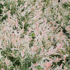 Flamingo Dapple Willow (Salix), Dormant Bare Root Deciduous Shrub (1-Pack)