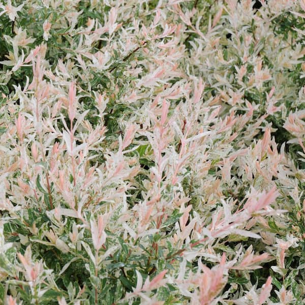 Spring Hill Nurseries Flamingo Dapple Willow (Salix), Dormant Bare Root Deciduous Shrub (1-Pack)